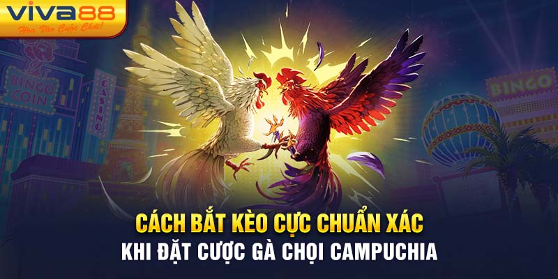 Cách bắt kèo cực chuẩn xác khi đặt cược gà chọi Campuchia