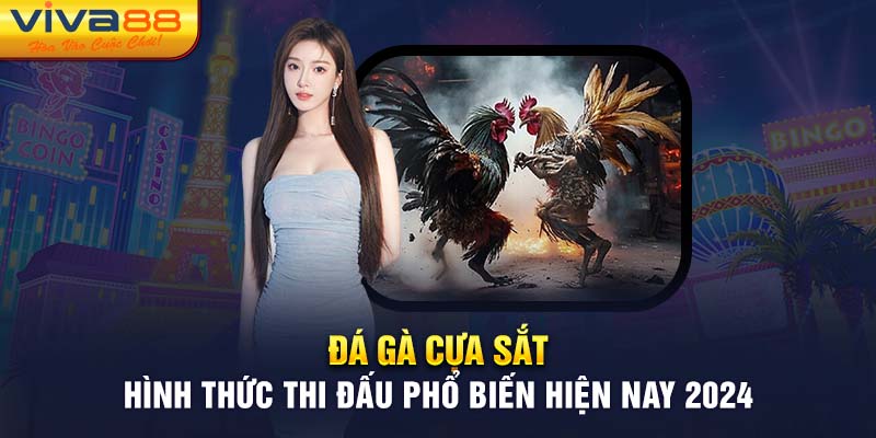 Đá gà cựa sắt - Hình thức thi đấu phổ biến hiện nay 2024