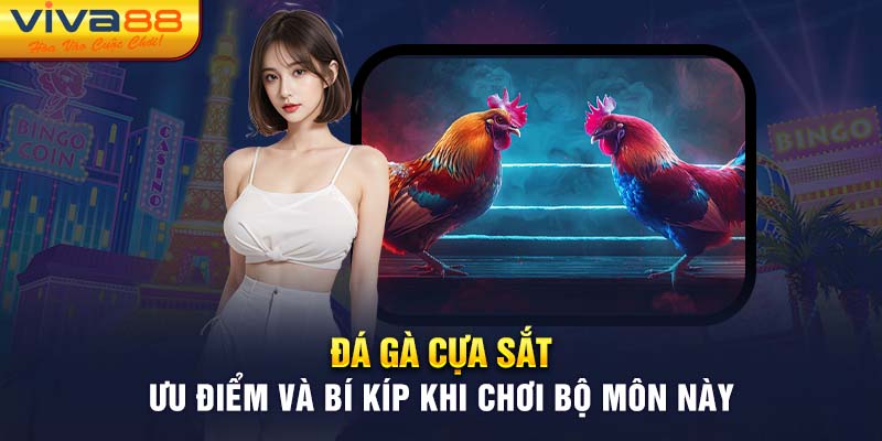 Đá Gà Cựa Sắt - Ưu Điểm Và Bí Kíp Khi Chơi Bộ Môn Này