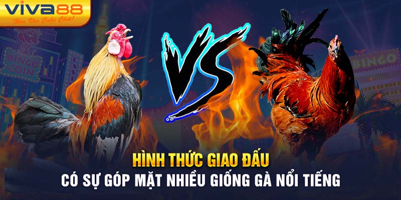 Hình thức thi đấu có sự tham gia của nhiều giống gà nổi tiếng