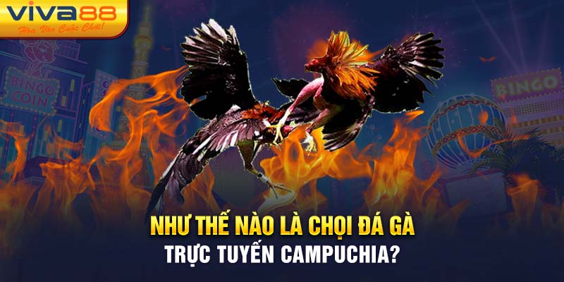 Như thế nào là chọi đá gà trực tuyến Campuchia?