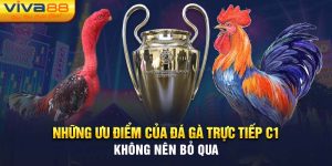 Đá gà trực tiếp C1