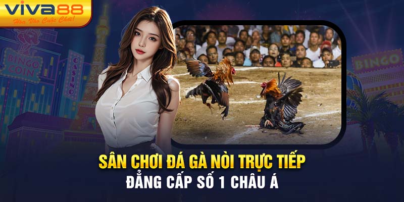 Đá gà nòi trực tiếp