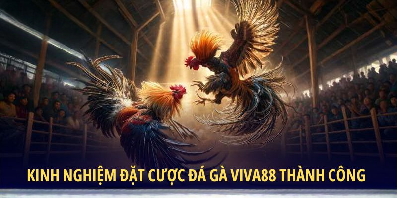 Đá Gà VIVA88 – Làm Giàu Cùng Các Chuyên Kê Bất Bại