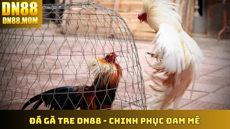 Khám phá Đá Gà DN88 – Nền tảng cá cược đá gà trực tuyến với livestream Full HD sắc nét, tỷ lệ hoàn trả cao, cùng các giống chiến kê nổi tiếng. Tham gia ngay để trải nghiệm cược kịch tính và cơ hội thắng lớn!