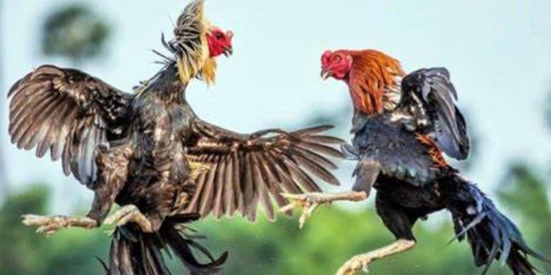 Tổng Quan Về Đá Gà DN88
